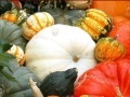 Gra Hidden Objects: Pumpkin Show
