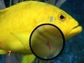Gra Amazing Fishes Hidden Numbers