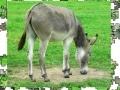Gra Jigsaw: Donkey