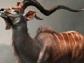 Gra Wild antelope slide puzzle
