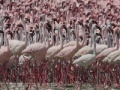 Gra Flamingos Slider