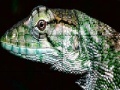 Gra Wild iguana slide puzzle