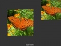 Gra Orange Butterfly