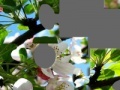 Gra Blooming apple tree