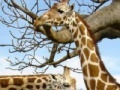 Gra Puzzle Giraffes