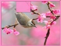 Gra Bird at Spring