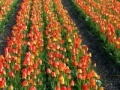 Gra Jigsaw: Tulip Field