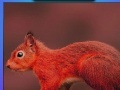 Gra Red summer squirrels puzzle