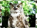 Gra Jigsaw: Owl
