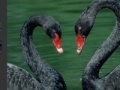 Gra Black Swans