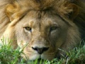 Gra African Lion