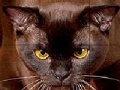 Gra Wild brown cat slide puzzle