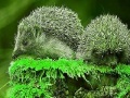 Gra Green Hedgehogs: Puzzle