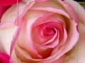 Gra Pink Rose