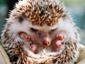 Gra Small hedgehog