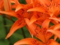 Gra Jigsaw: Orange Lilies