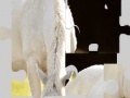 Gra White Horse