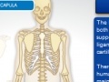 Gra Skeleton Transplant
