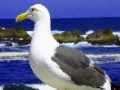 Gra Seagulls In The Ocean: Puzzle