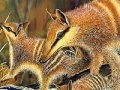 Gra Cute forest animals slide puzzle