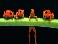 Gra Brave acrobat frogs slide puzzle