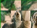 Gra Cute seals slide puzzle