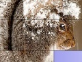 Gra Squirrel in the snow slide puzzle