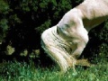 Gra White Horse Sliding