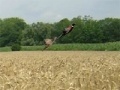 Gra Pheasant Hunting