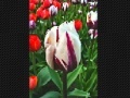 Gra Tulip flower