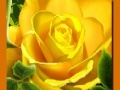 Gra Yellow Roses