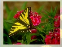 Gra Butterfly puzzle