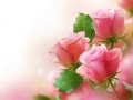 Gra Pink Roses