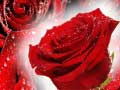 Gra Red Roses