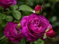Gra Purple Roses