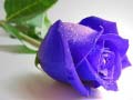 Gra Blue Roses