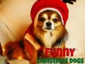 Gra Funny Christmas Dogs