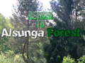 Gra Return To Alsunga Forest