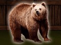 Gra Save The Grizzly Bear