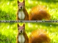 Gra Squirrel difference