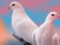 Gra Lovely white doves slide puzzle