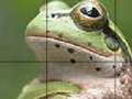 Gra Sweet Green Frog Slide Puzzle