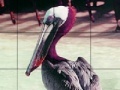 Gra Pink headed pelican slide puzzle