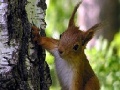Gra Cute squirrels slide puzzle