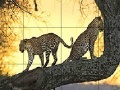 Gra Big wild cats slide puzzle