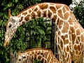 Gra Giraffes in the forest slide puzzle