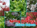 Gra Spring Flowers: Hidden Objects