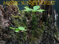 Gra Mystic sunset forest