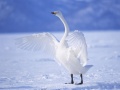 Gra Graceful Swans
