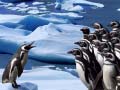 Gra Penguins Slide